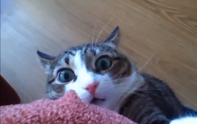 Stop Being a Scaredy Cat Live Your Dreams, Not Your Fears! Biz Epic