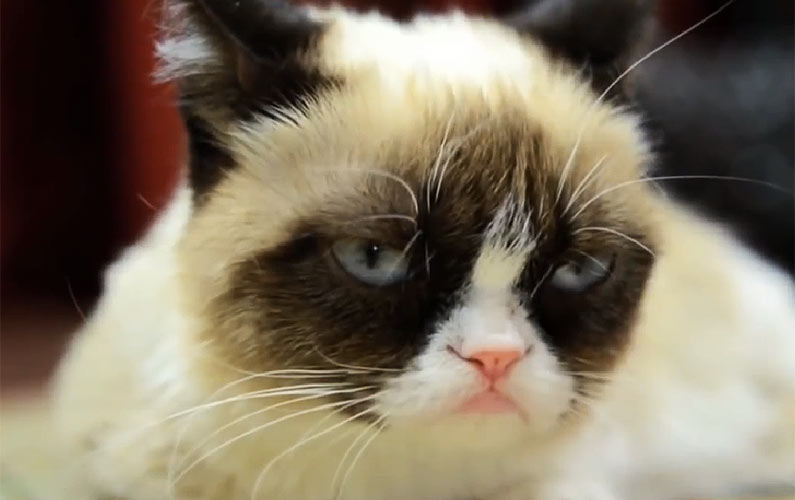 How a Cat Makes Millions by Being Grumpy