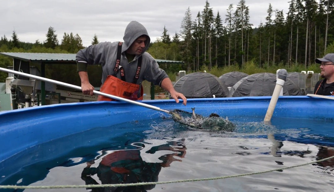 9 Reasons Why the World Needs More Salmon Farming