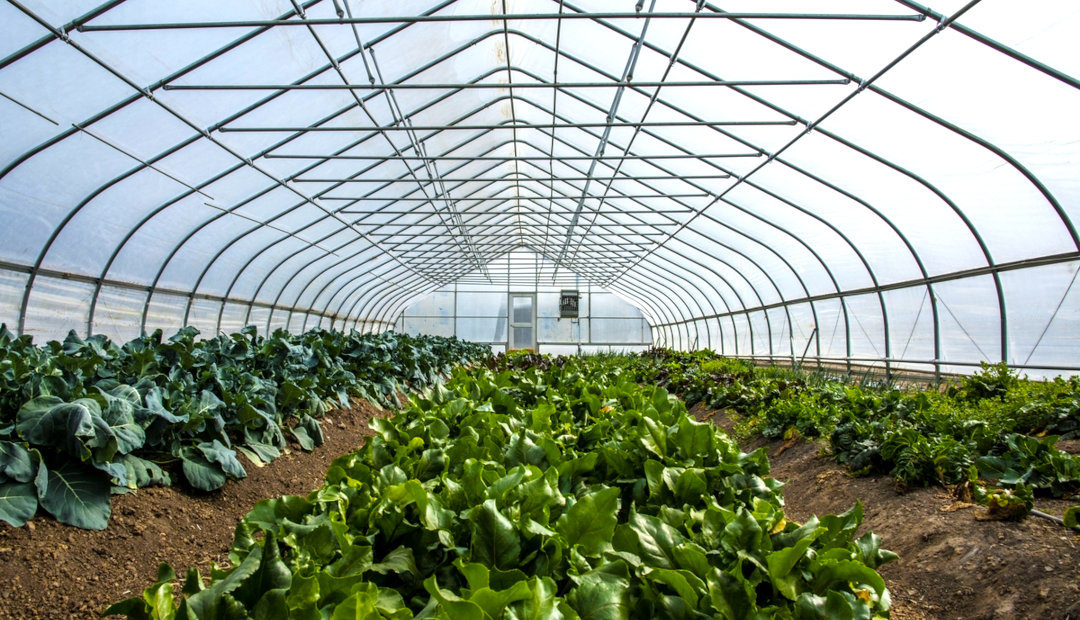 Own a Commercial Greenhouse? 5 Things You’ll Need to Make It a Success