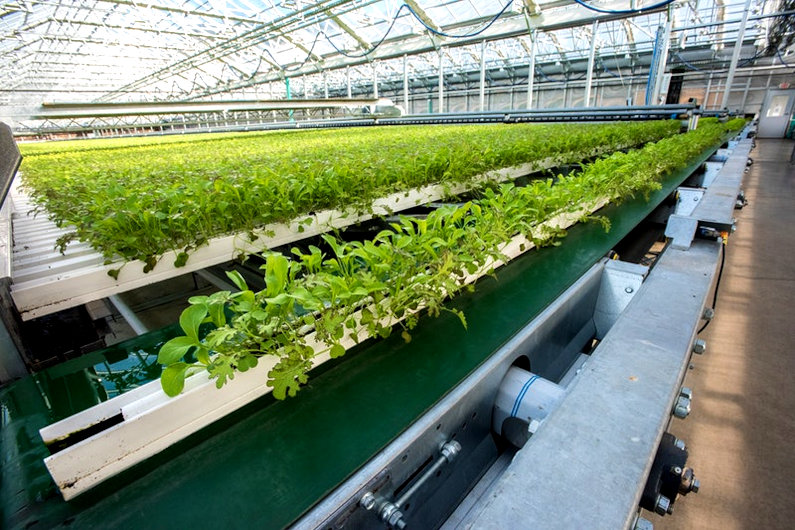 Commercial greenhouse system